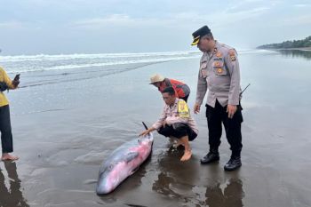 Polisi bersama aktivis selamatkan Paus Sperma terdampar di Pantai Jembrana