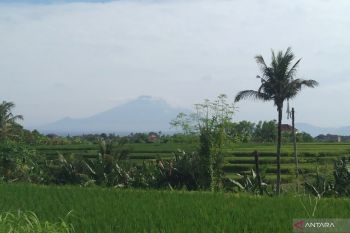 Survei BI Bali ungkap musim hujan dongkrak usaha pertanian