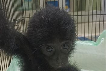 Polisi Jambi tangkap pelaku penjual dua ekor Siamang lewat media sosial