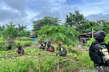 Prajurit Satgas Yonif 511 bantu pengembangan lahan pertanian warga OAP