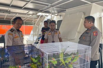 Karantina Sultra gagalkan penyelundupan ratusan burung endemik Bumi Anoa