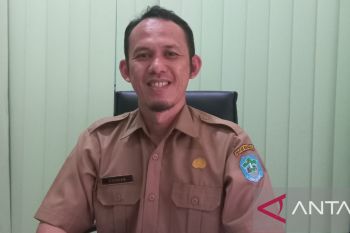 Harga tandan buah segar kelapa sawit petani mandiri di Bangka stabil