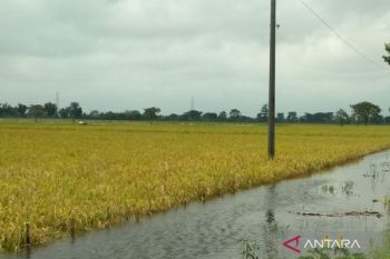 Pemkab Kudus lakukan pendataan padi puso terdampak banjir untuk diajukan bantuan