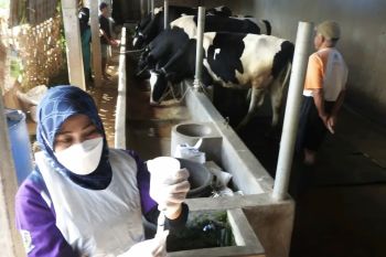 Pemkot Malang tegaskan temuan dua kasus PMK telah tertangani