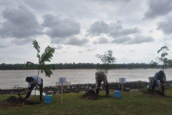 Pemprov Jambi berkolaborasi untuk tanam 201.274 pohon penghijauan