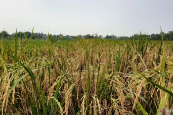 DPKP Tangerang pastikan bantu petani terdampak bencana