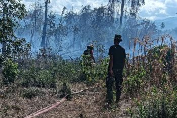BPBD Sulteng laporkan karhutla terjadi di dua kecamatan Parigi Moutong