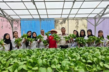 Panen Pakcoy Lapas Pekanbaru, Dukung Ketahanan Pangan Nasional