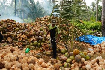 Harga Kelapa Dunia Turun, ICC Sebut Dampak Koreksi Pasar Global