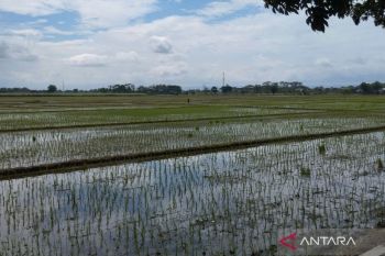 Kudus menerima alokasi pupuk bersubsidi 22.587 ton pada 2026