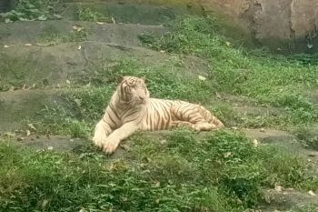 Semarang Zoo berencana datangkan tambahan harimau sumatra