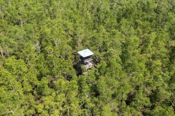 Kemenhut rehabilitasi mangrove melalui pendekatan Mandara