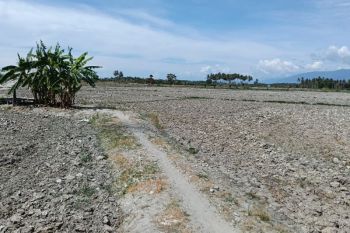 BPBD Sulteng dan Pemkab Parimo asesmen lapangan dampak kekeringan