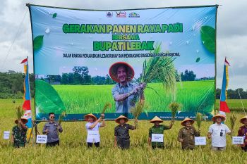 Petani Lebak panen raya padi, bisa enam ton per hektare