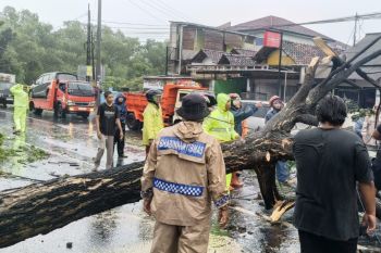 BPBD Bantul data 25 kejadian pohon tumbang dampak cuaca ekstrem