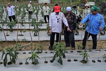 Kalsel perkuat stabilitas pangan dan kendali inflasi