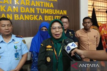 Babel perketat pasokan babi jelang Imlek