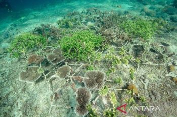 Indonesia gencarkan konservasi terumbu karang melalui pengalihan utang