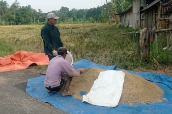 Panen padi di Lebak tingkatkan produksi pangan dan ekonomi