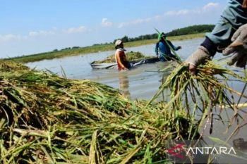 Bulog Karawang menyerap gabah 2.500 ton per hari sepanjang Januari 2026