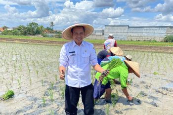 DKP Tangerang diminta antisipasi cuaca ekstrem terhadap panen beras