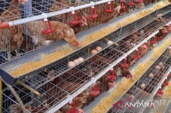 Pelaku usaha di Babel tambah pasokan 34,6 ton telur ayam ras