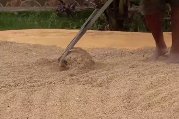 Bulog Papua serap 21.876 ton beras petani Merauke sepanjang 2025