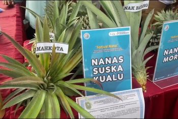 Pemerintah kembangkan komoditas nanas di kawasan transmigrasi di Riau