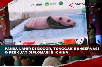 Panda lahir di Bogor, tonggak konservasi & perkuat diplomasi RI-China