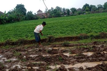 Petani di Menes Pandeglang mulai tanam ubi jalar