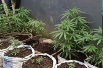 Polres Rejang Lebong tangkap penanam ratusan batang ganja di pekarangan rumah