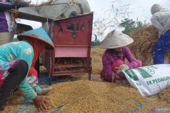 Produksi padi di Bengkulu 2025 capai 266,57 ribu ton
