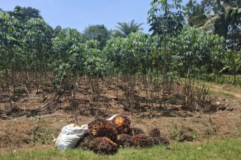 Lampung kembangkan pengelolaan bioetanol melalui "multifeedstock" komoditas lokal