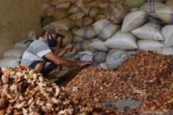 Kemendag: Masuknya Kakao ke Bursa Bloomberg Dongkrak Harga Februari