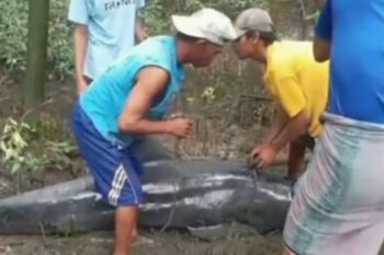 Siswi SMAN 1 Bantaeng sabet emas di ajang STEM Thailand