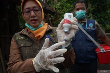 Trenggalek gencarkan vaksinasi PMK usai terima 12 ribu dosis