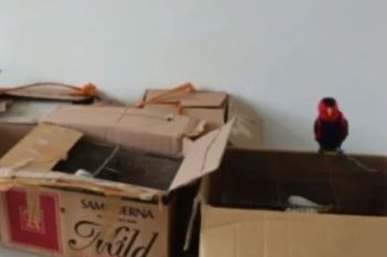 Langgar UU Konservasi, BKSDA Maluku amankan 13 burung dilindungi di Pelabuhan Sesar Bula