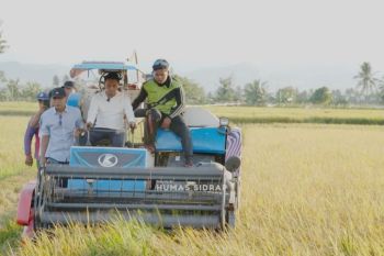 Produksi GKP Sidrap meningkat 129.464 ton pada 2025