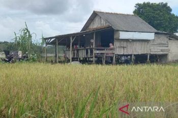 https://cdn.antaranews.com/cache/350x233/2026/02/02/petani2.jpg