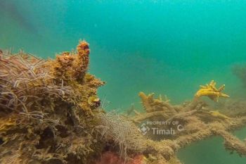PT Timah tebar kebun terumbu karang buatan di Pulau Putri
