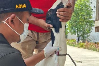 Barantin Jambi perketat pengawasan lalu lintas hewan ternak