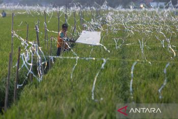 Proyeksi produksi beras nasional
