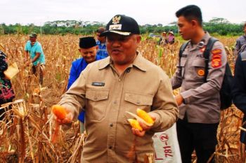Produksi jagung Kaltim naik 160 persen seiring peningkatan luas panen