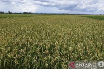 Kaltim berhasil produksi 270 ribu ton gabah kering pada tahun 2025