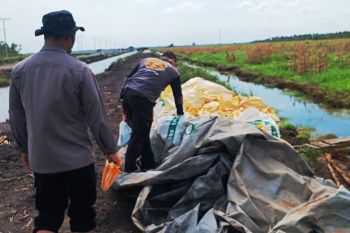 Polresta Banjarmasin rampungkan panen 44 ton jagung di lahan rawa