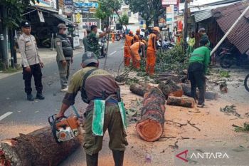 Petugas evakuasi empat pohon tumbang di sejumlah lokasi tutupi badan jalan di Jaktim