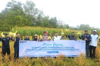 PT Timah - Poktan Belitung kembangkan jagung di lahan bekas tambang