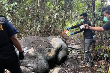 Gajah mati di kawasan konsesi, kepala dipenggal dalam kondisi duduk
