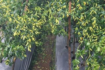 Cuaca ekstrem dan hujan intensitas tinggi picu gejolak harga cabai rawit merah di Banjarnegara