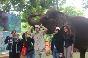 Semarang Zoo hentikan pertunjukan tunggang gajah